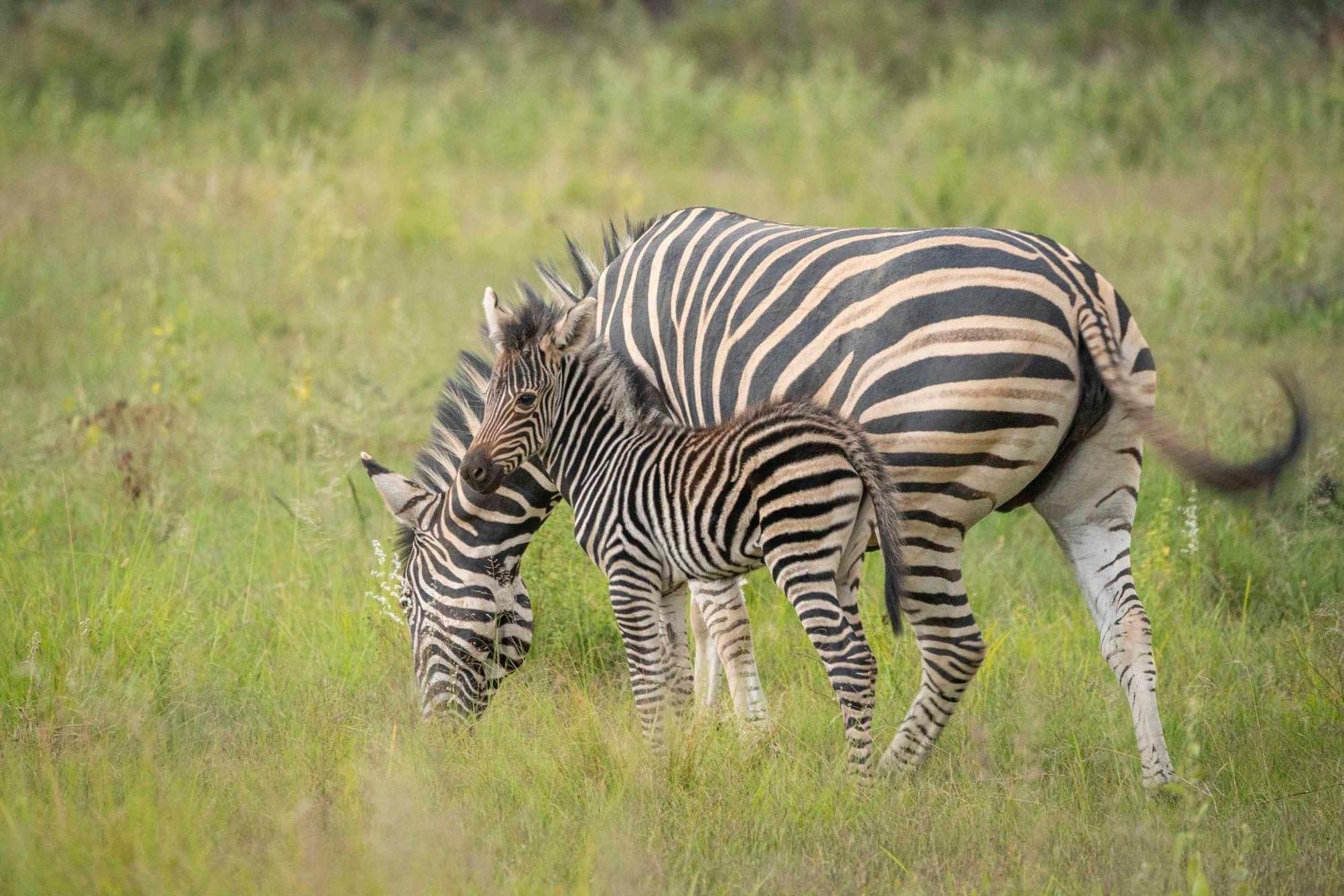 Tshwene Lodge Ваальватер Экстерьер фото