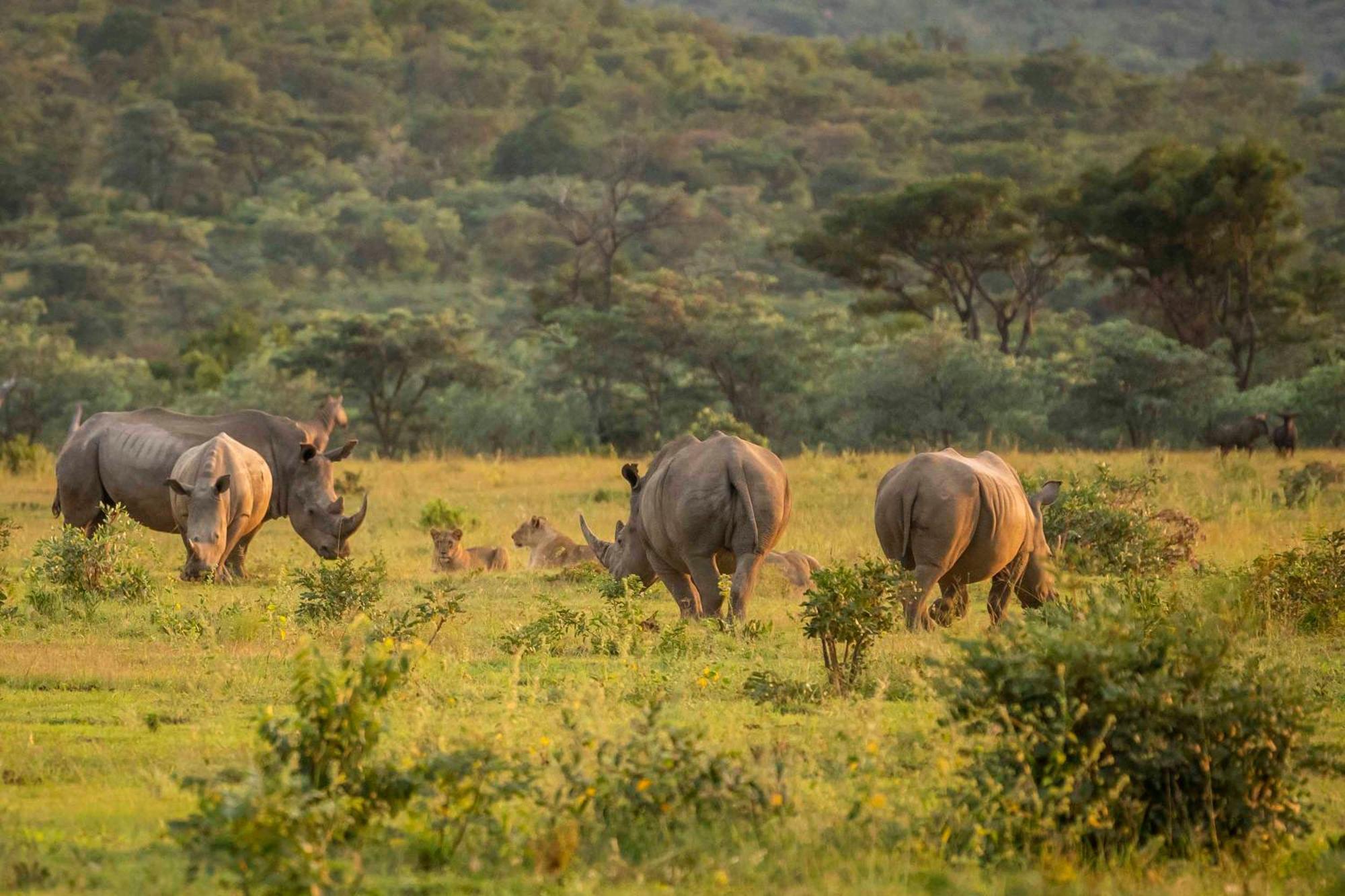 Tshwene Lodge Ваальватер Экстерьер фото