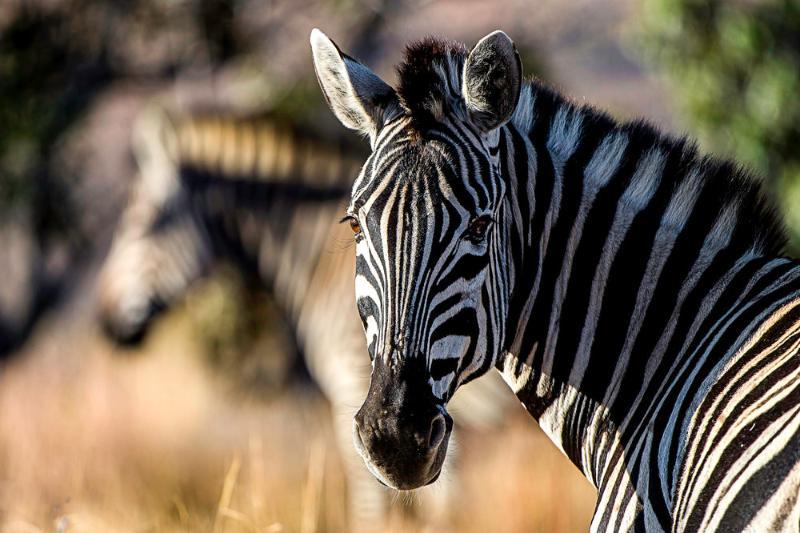 Tshwene Lodge Ваальватер Экстерьер фото