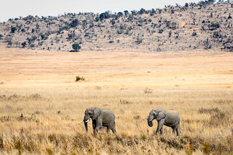 Tshwene Lodge Ваальватер Экстерьер фото